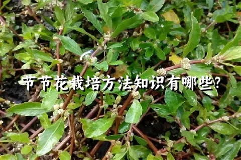 节节花栽培方法知识有哪些？