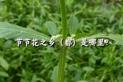 节节花之乡（都）是哪里？