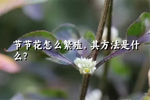 节节花怎么繁殖，其方法是什么？