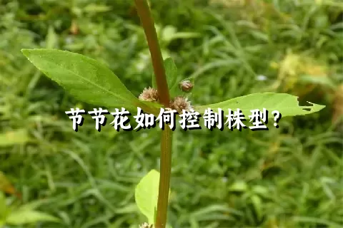 节节花如何控制株型？