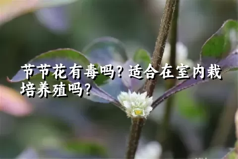 节节花有毒吗？适合在室内栽培养殖吗？