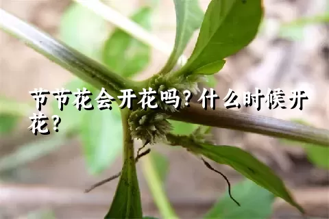 节节花会开花吗？什么时候开花？