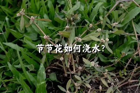 节节花如何浇水？