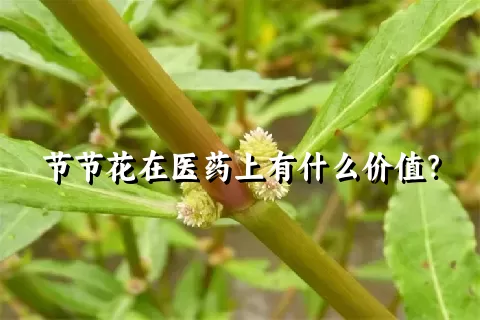 节节花在医药上有什么价值？