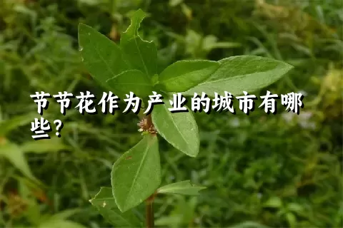 节节花作为产业的城市有哪些？