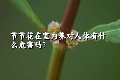 节节花在室内养对人体有什么危害吗？