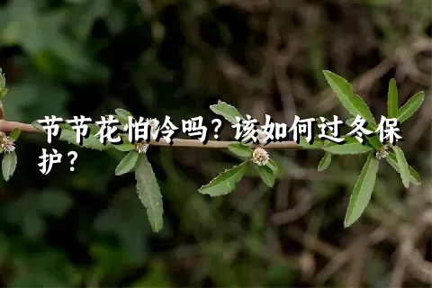 节节花怕冷吗？该如何过冬保护？