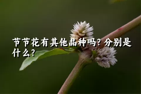 节节花有其他品种吗？分别是什么？