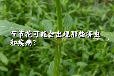 节节花可能会出现那些害虫和疾病？