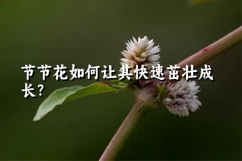 节节花如何让其快速茁壮成长？