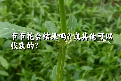 节节花会结果吗？或其他可以收获的？