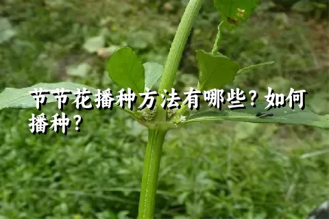 节节花播种方法有哪些？如何播种？