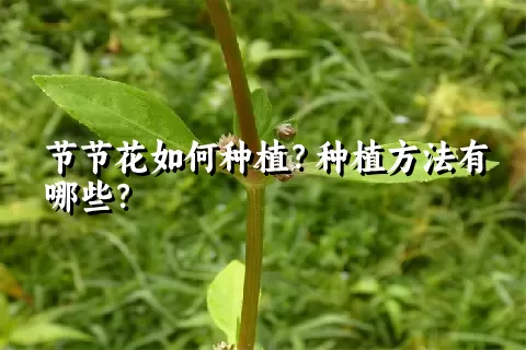 节节花如何种植？种植方法有哪些？