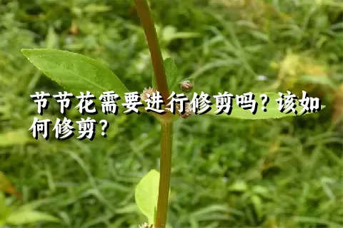 节节花需要进行修剪吗？该如何修剪？