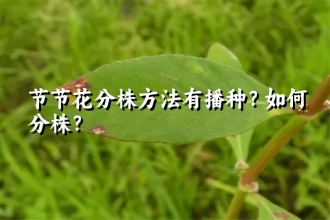 节节花分株方法有播种？如何分株？