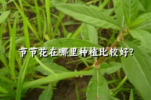 节节花在哪里种植比较好？