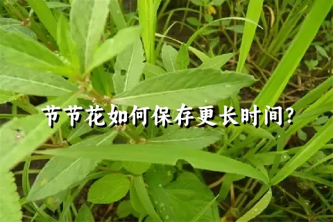 节节花如何保存更长时间？