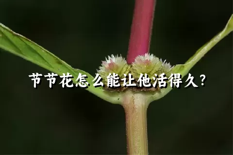 节节花怎么能让他活得久？