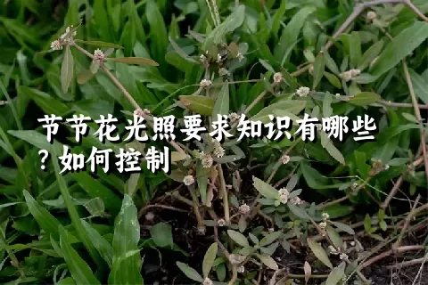 节节花光照要求知识有哪些？如何控制