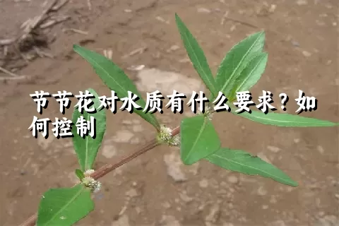 节节花对水质有什么要求？如何控制