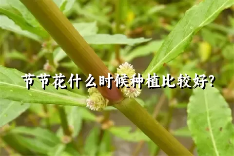 节节花什么时候种植比较好？