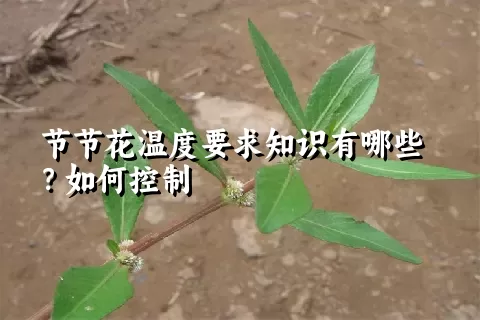 节节花温度要求知识有哪些？如何控制