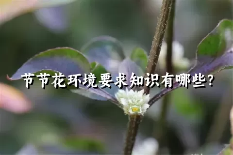 节节花环境要求知识有哪些？