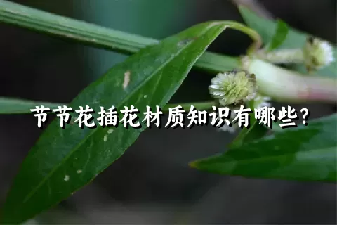 节节花插花材质知识有哪些？