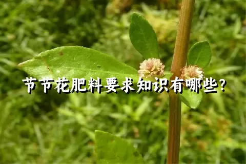 节节花肥料要求知识有哪些？