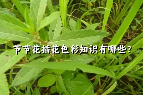 节节花插花色彩知识有哪些？