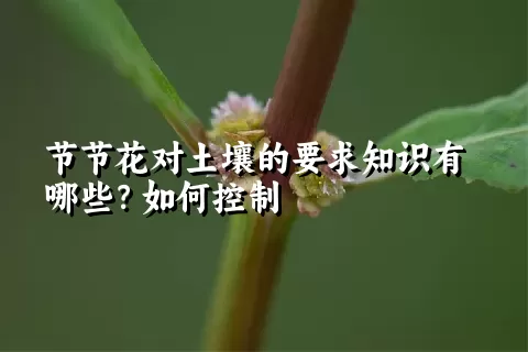 节节花对土壤的要求知识有哪些？如何控制