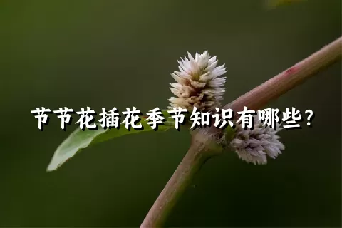 节节花插花季节知识有哪些？