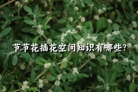 节节花插花空间知识有哪些？