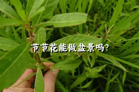 节节花能做盆景吗？