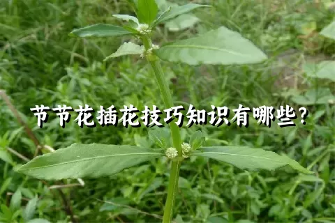 节节花插花技巧知识有哪些？