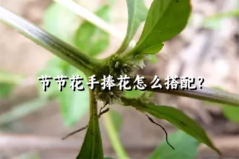 节节花手捧花怎么搭配？