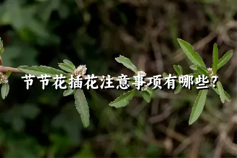 节节花插花注意事项有哪些？