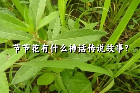 节节花有什么神话传说故事？