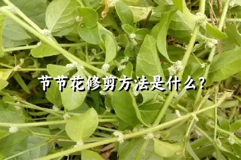 节节花修剪方法是什么？