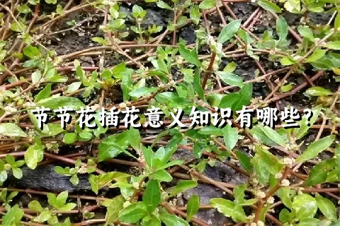 节节花插花意义知识有哪些？