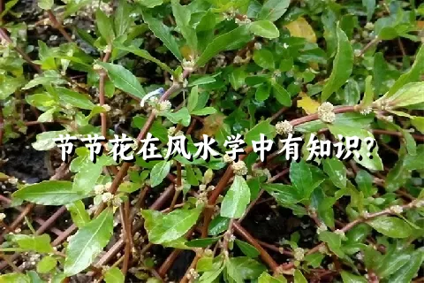 节节花在风水学中有知识？