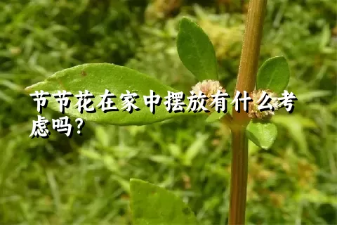 节节花在家中摆放有什么考虑吗？