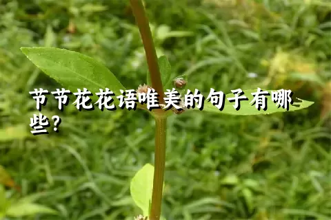 节节花花语唯美的句子有哪些？