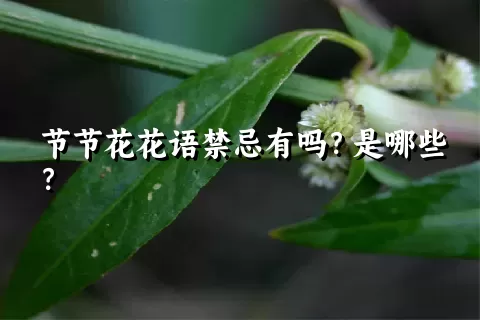 节节花花语禁忌有吗？是哪些？