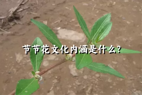 节节花文化内涵是什么？