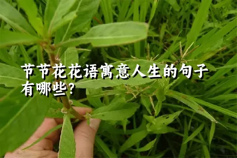 节节花花语寓意人生的句子有哪些？