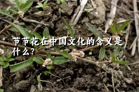 节节花在中国文化的含义是什么？