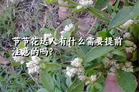 节节花送人有什么需要提前注意的吗？