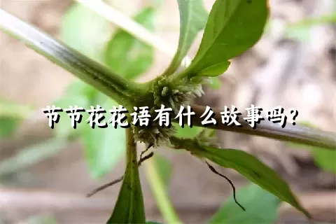 节节花花语有什么故事吗？