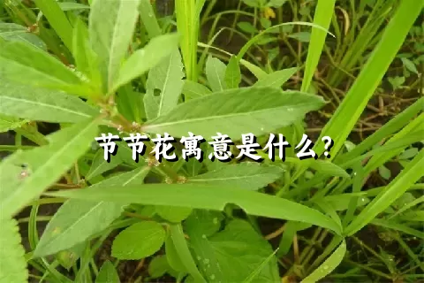 节节花寓意是什么？